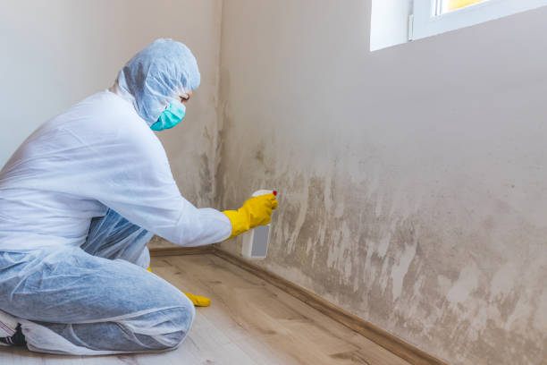 Licensed Mold Remediation service in Cornelia, GA - 24 Hour Mold Removal